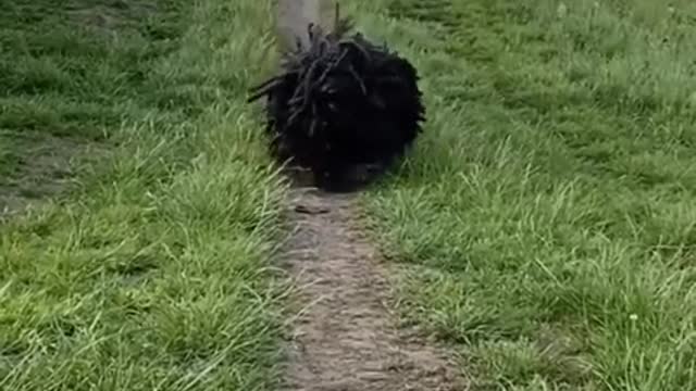 What you think, this is dog