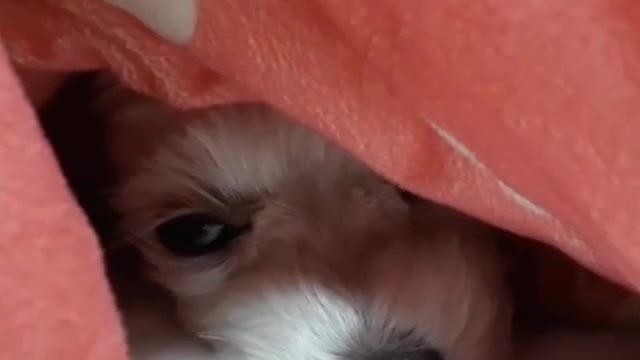 Maltese falls asleep because he's tired after walking all day