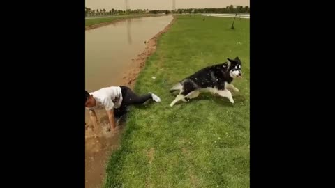 Compilation of funny dogs