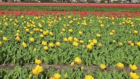 Tulips