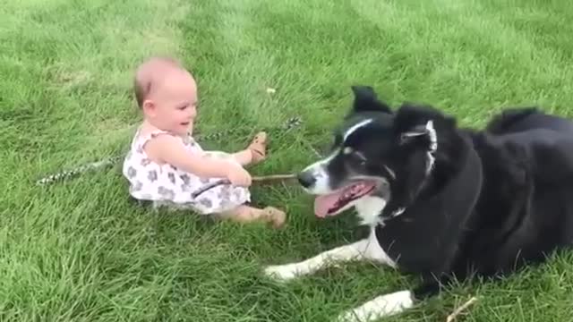 Cute dogs and children in the video