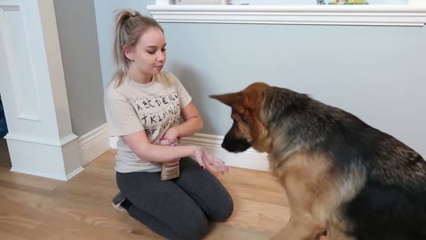 Trying To Teach My Dog Tricks