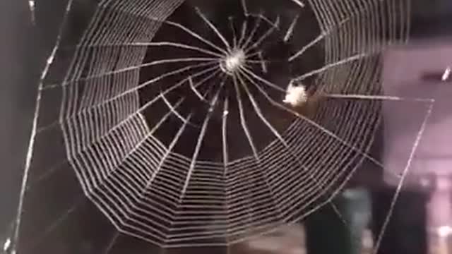How a spider makes a canvas