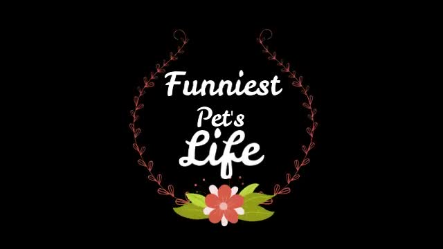 2 Funny Animals Videos 2021 watch till the end