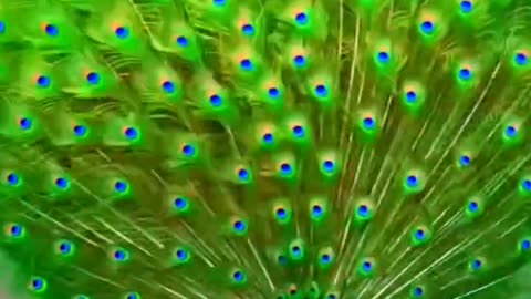 Good luck to you when you see the peacock