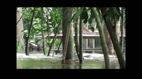 Huge alligator caiman eating an anaconda for lunch