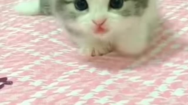 bayi kucing comel banget