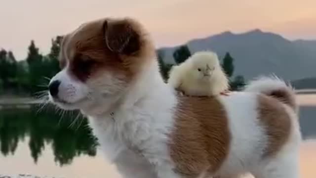 Funny Animal Videos - Awesome Funny Pet Animals | Cute Animals | Super Funny Dog Videos #short video