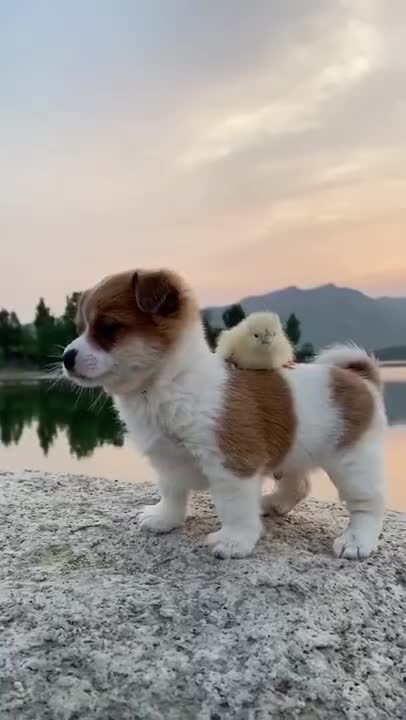 Funny Animal Videos - Awesome Funny Pet Animals | Cute Animals | Super Funny Dog Videos #short video