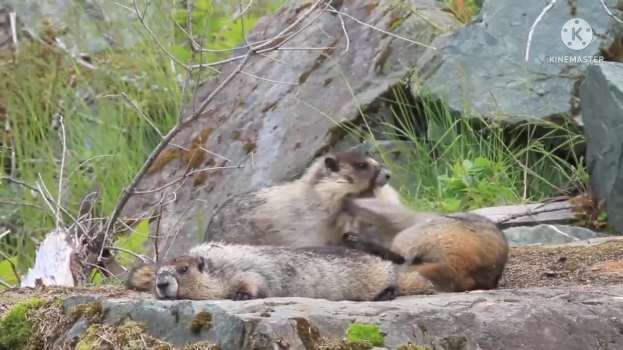 funny animal fight