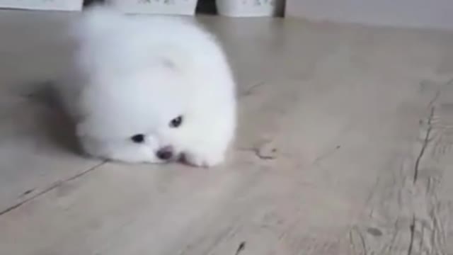 The pure white dog is really cute