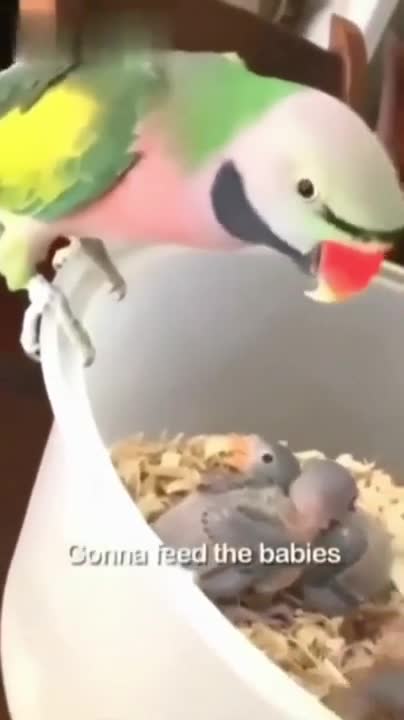 Talking Parrot Greeting Baby Parrot