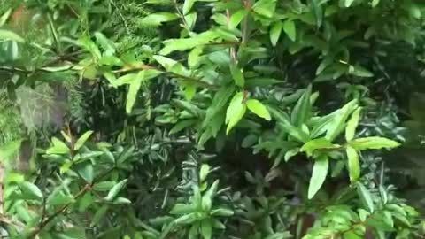 green vitality plant
