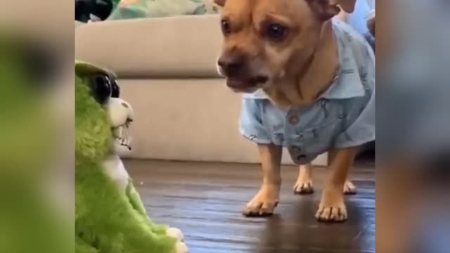 ❤️😺🐕👍Try Not Laugh Funny Animals❤️😺🐕