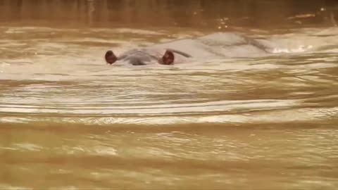 Power of Crazy Hippo - wide mouth Hippo bites everything it sees-3