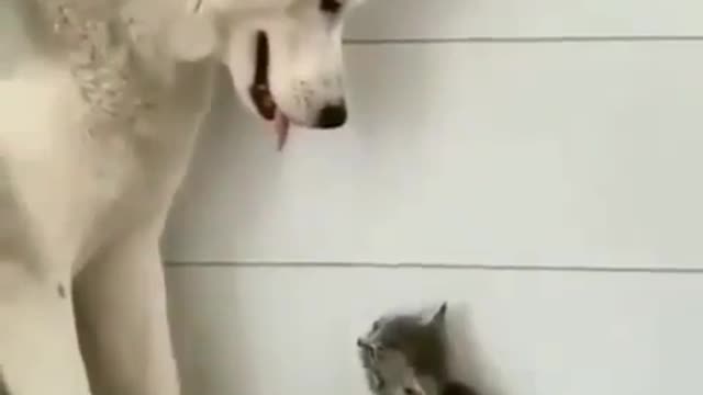 dog and cat movement in style