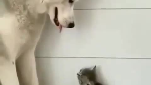 dog and cat movement in style