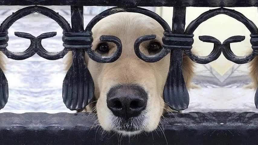 Funny DOGS πΆπΆπΆ HOLD YOUR LAUGH IF YOU CAN (CHALLENGE)ππ
