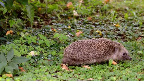 Hedgehog crawling through the grass