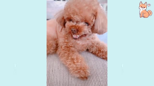 Dogs TikTOK - Awesome Funny Pet Animals Life Videos