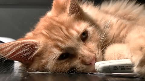 Beautiful cat video