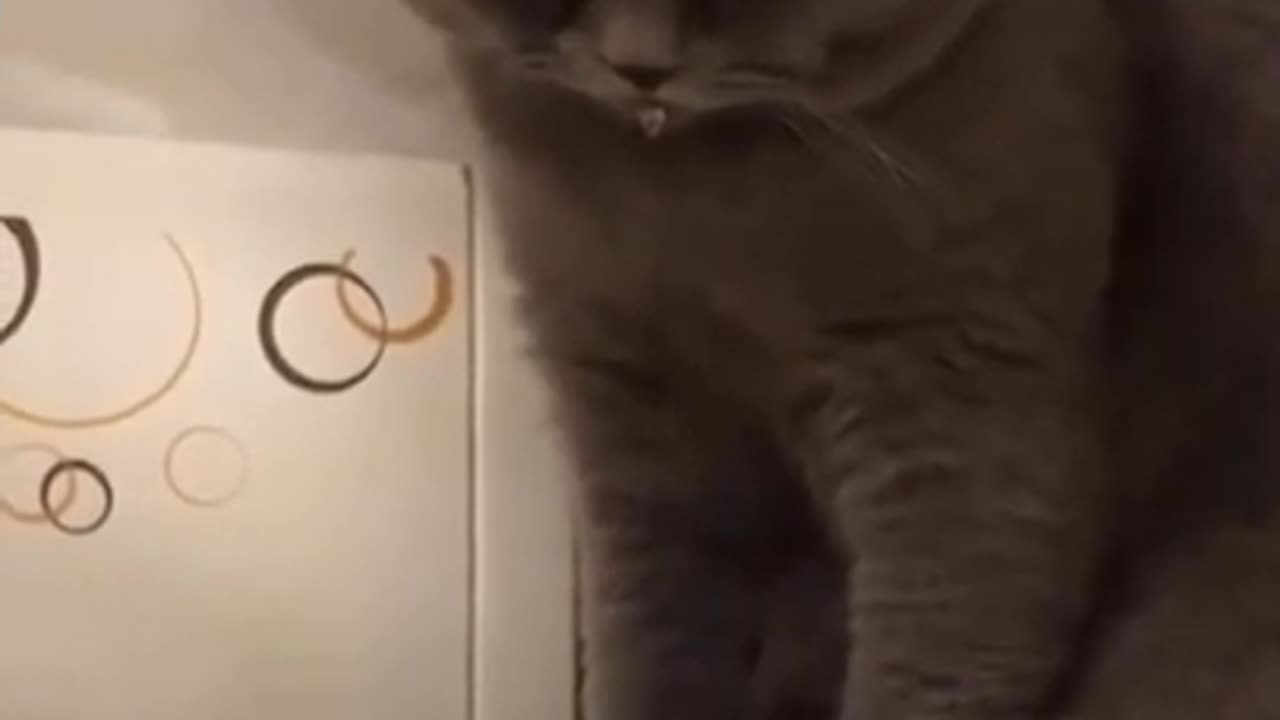 Funny Cat videos 🤣🤣🤣🤣