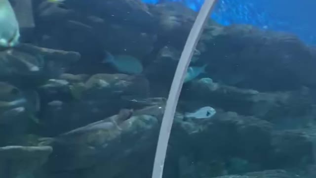 Random fish in a Large Aquarium