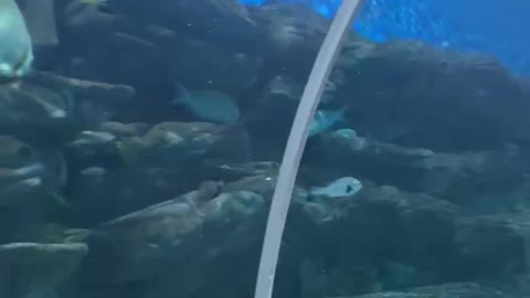 Random fish in a Large Aquarium
