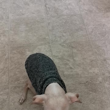 Spud likes to dance for treats