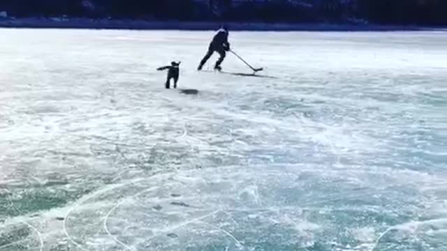 Labrador Plays Hockey On A Frozen Lake