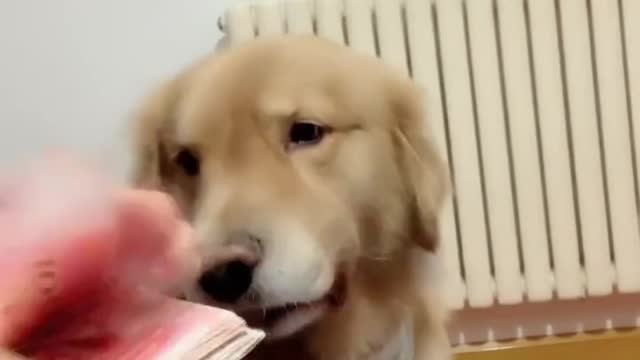 Watch my puppy while counting the money