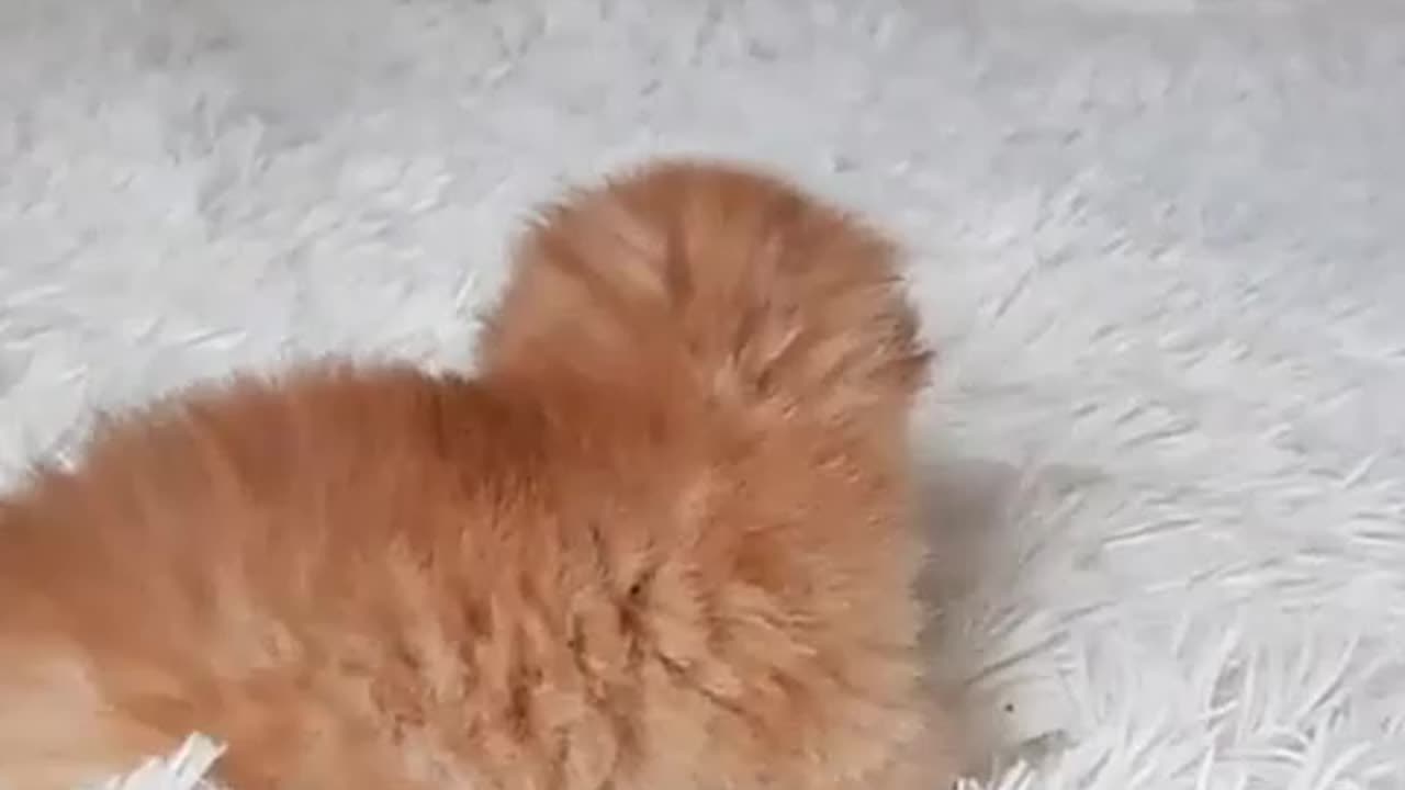 Nice Cat dancing