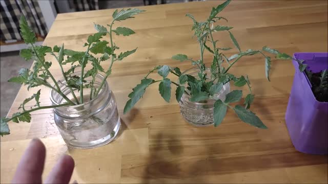 TOMATO SUCKER RESULTS IN WATER VERSUS DIRT