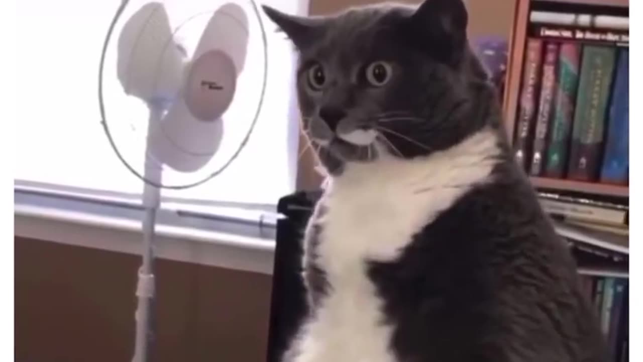 Funny Cat Dancing