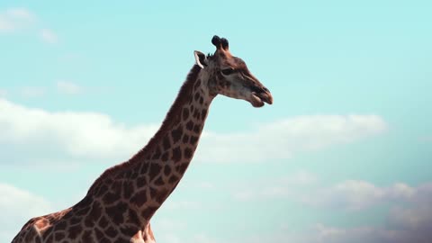 Giraffe eats leaves