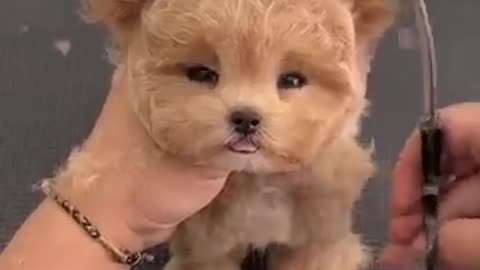 Cute puppy