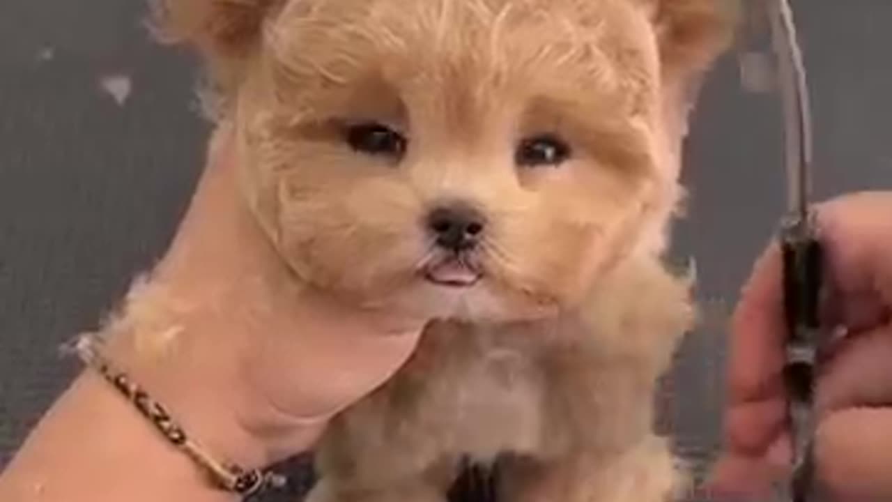 Cute puppy