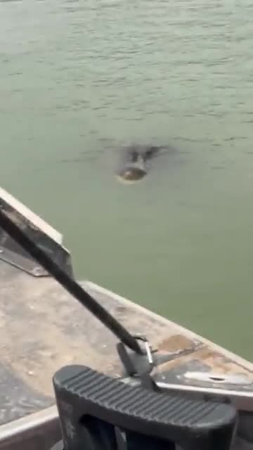Nailed it 🤣😂🤣The Texas National Guard took this picture in the Rio Grande river near Eagle Pass.