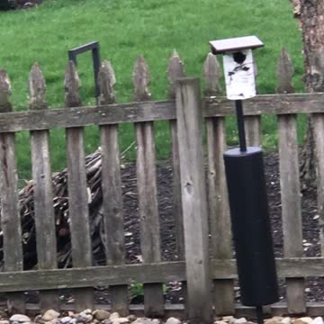 Bluebird nest building