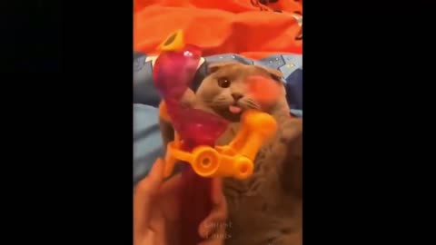 try not to laugh with these pet videos