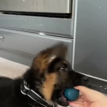 My Dog Thinks He's A Movie Star