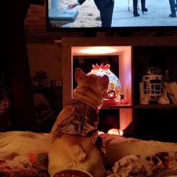 French Bulldog Watches TV