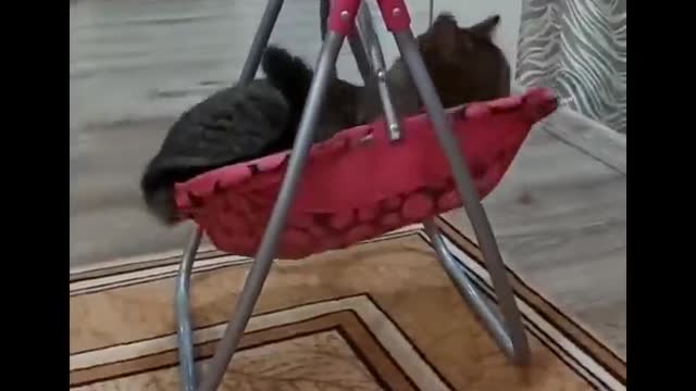 Funniest cat videos #17 - HILARIOUS!