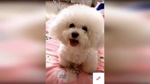 try not to smile with these pet videos