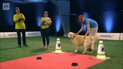 Golden retriever really wants to race but...