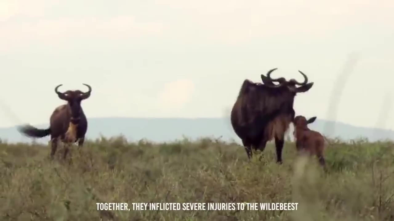 Horrifying Feast: Hyenas Tear Apart Wildebeest in a Gruesome Display of Nature's Power