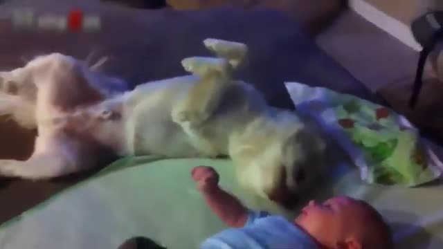 Funny Dogs | A Funny Dog Videos Compilation