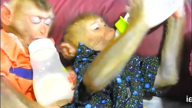 Adorable Monkey U.E And Tin sleep and milk - Monkey Animals 030