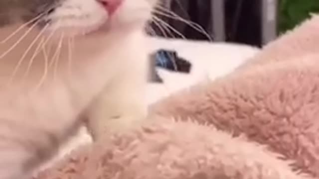 Cute Cats and Funny Animals Compilation 😹 Try Not To Laugh Challenge - Cute Cat