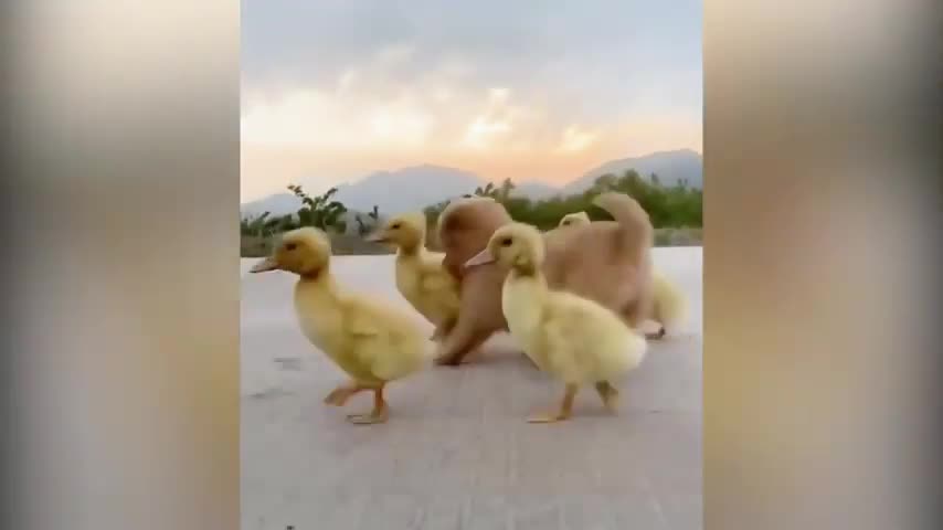 Cute ducks